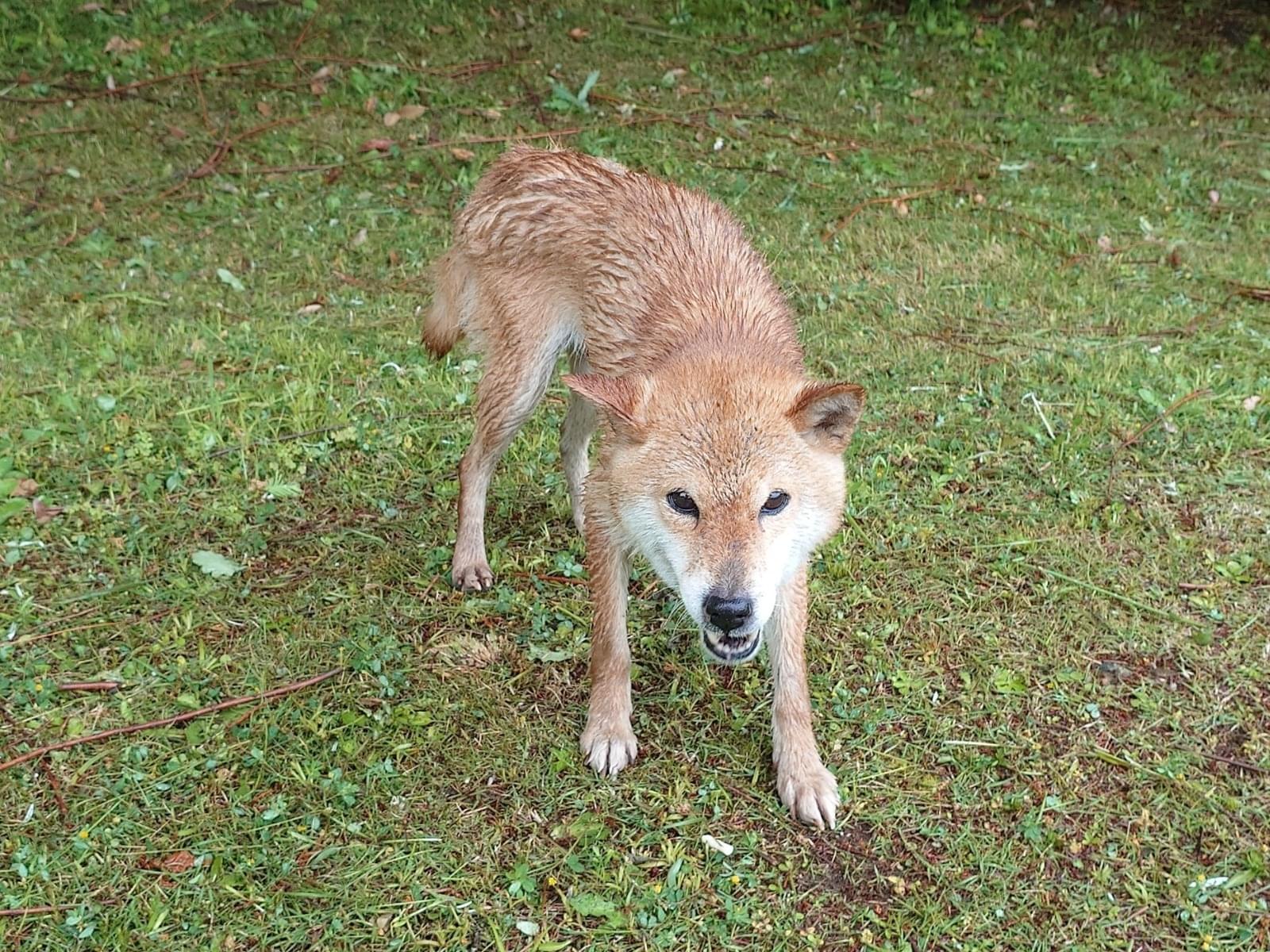 目撃された犬 目撃された犬