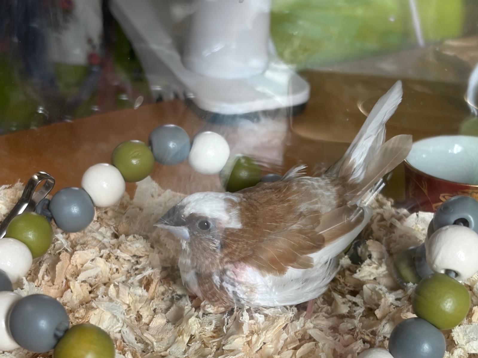 保護された鳥
