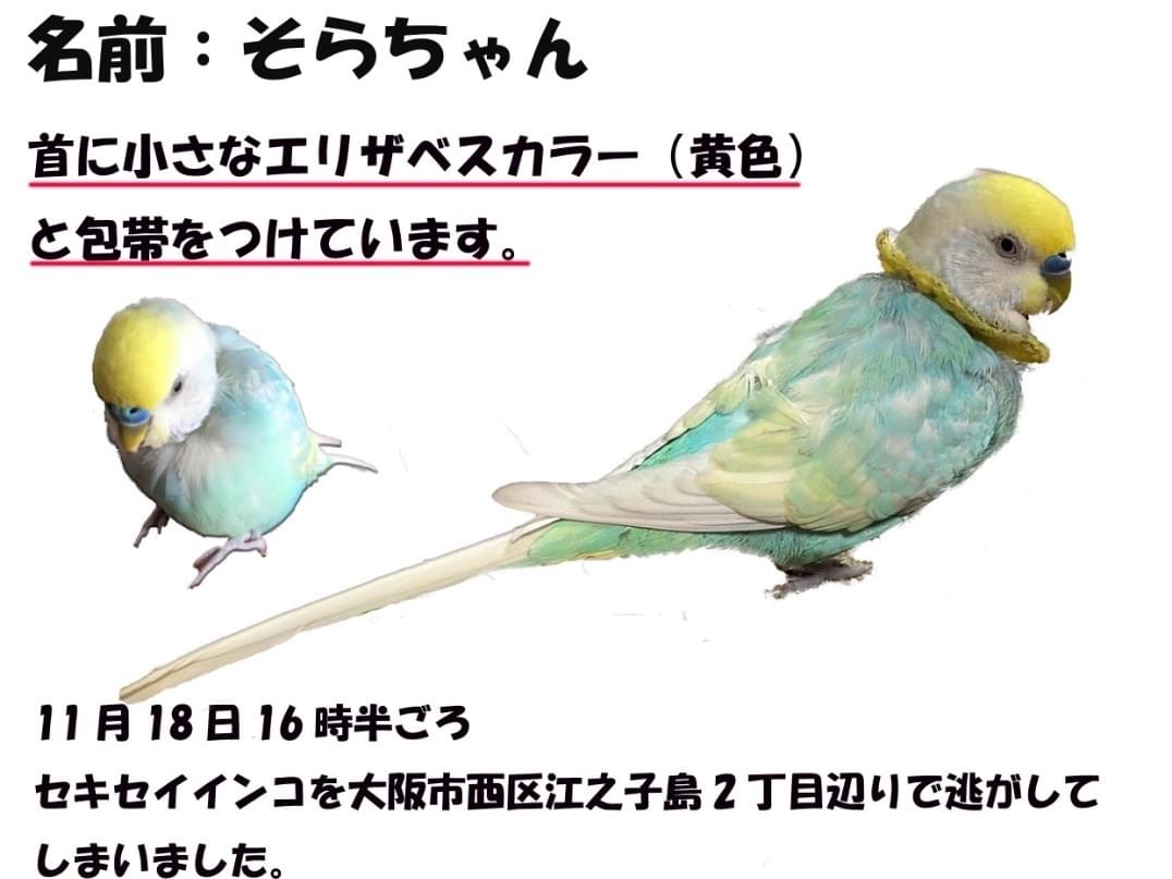 そらちゃん そらちゃん