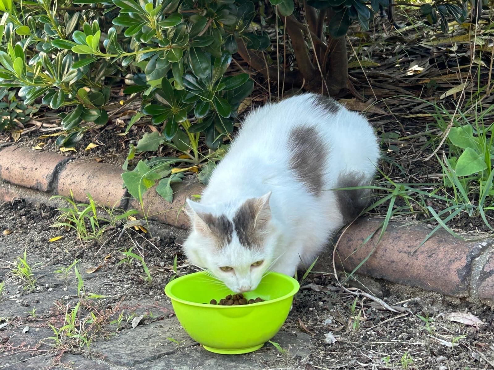 目撃された猫 目撃された猫