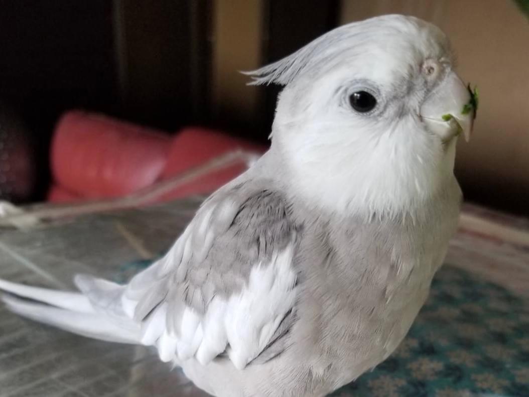 ラテちゃん ラテちゃん