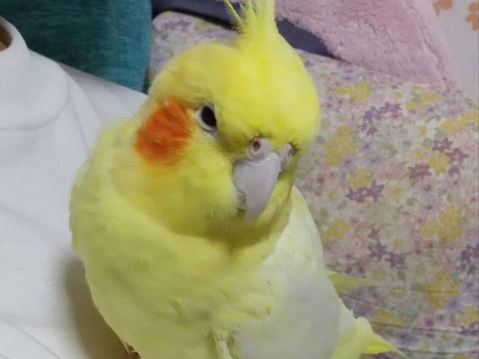 れもんちゃん れもんちゃん