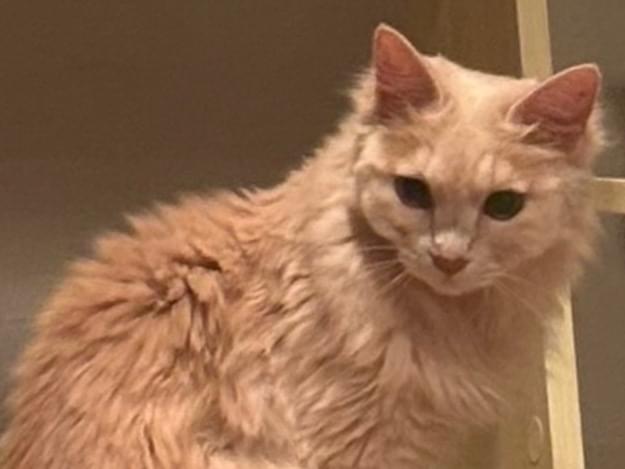 ばにゃにゃちゃん ばにゃにゃちゃん