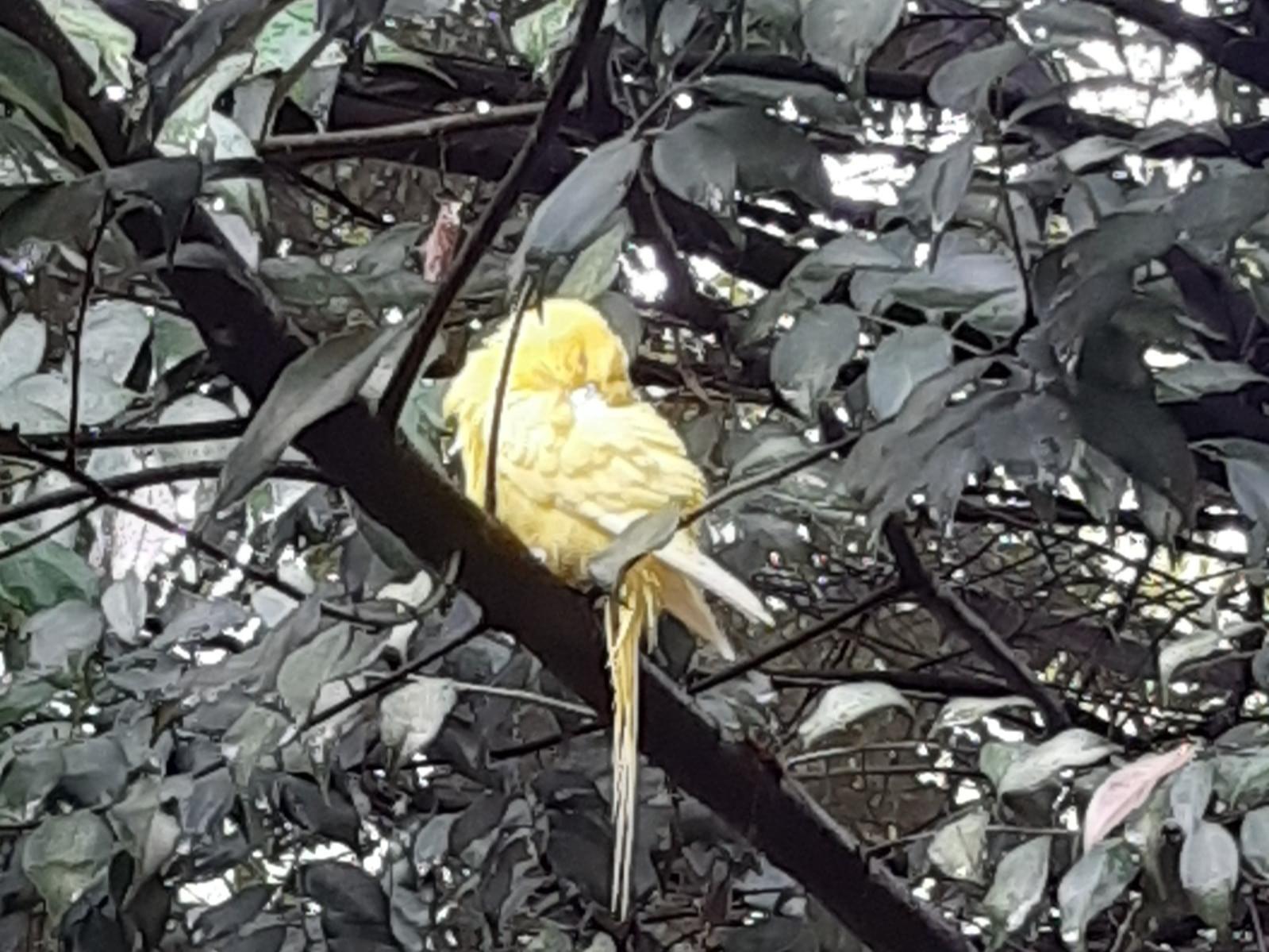 目撃された鳥 目撃された鳥
