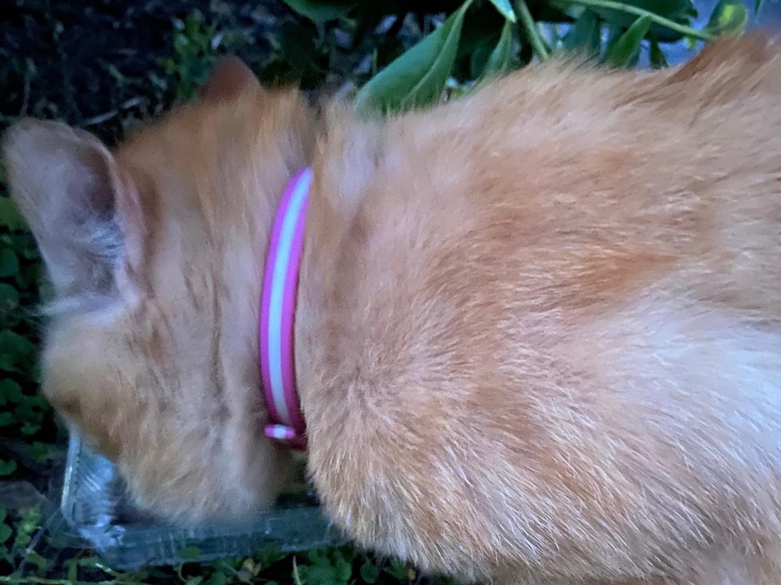 目撃された猫 目撃された猫