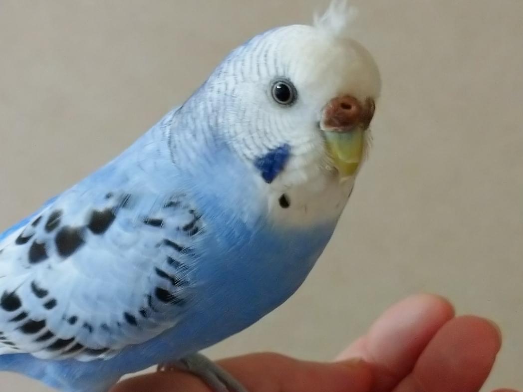 ココちゃん ココちゃん