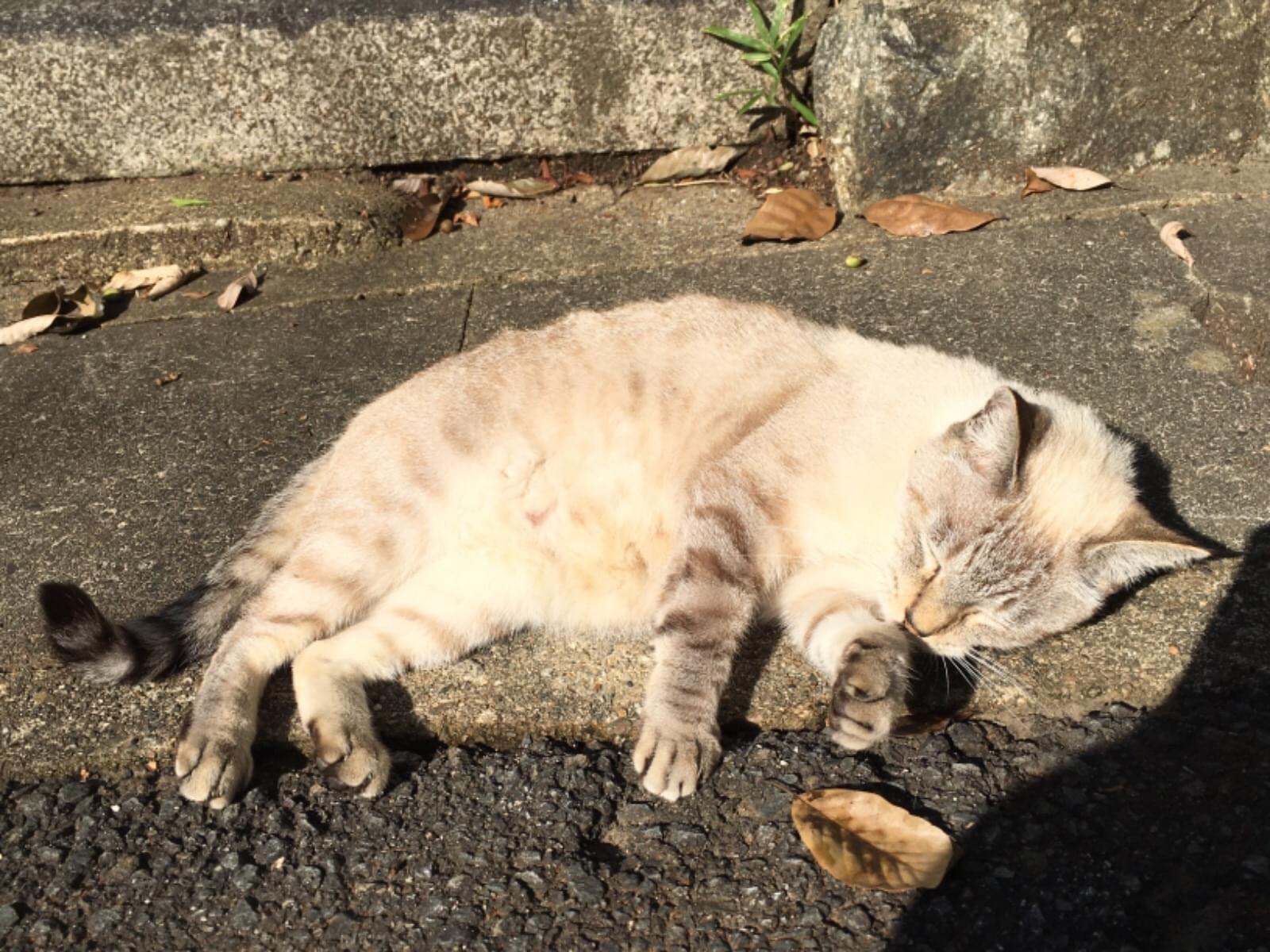 ハクちゃん ハクちゃん