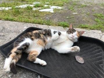 ママちゃん ママちゃん