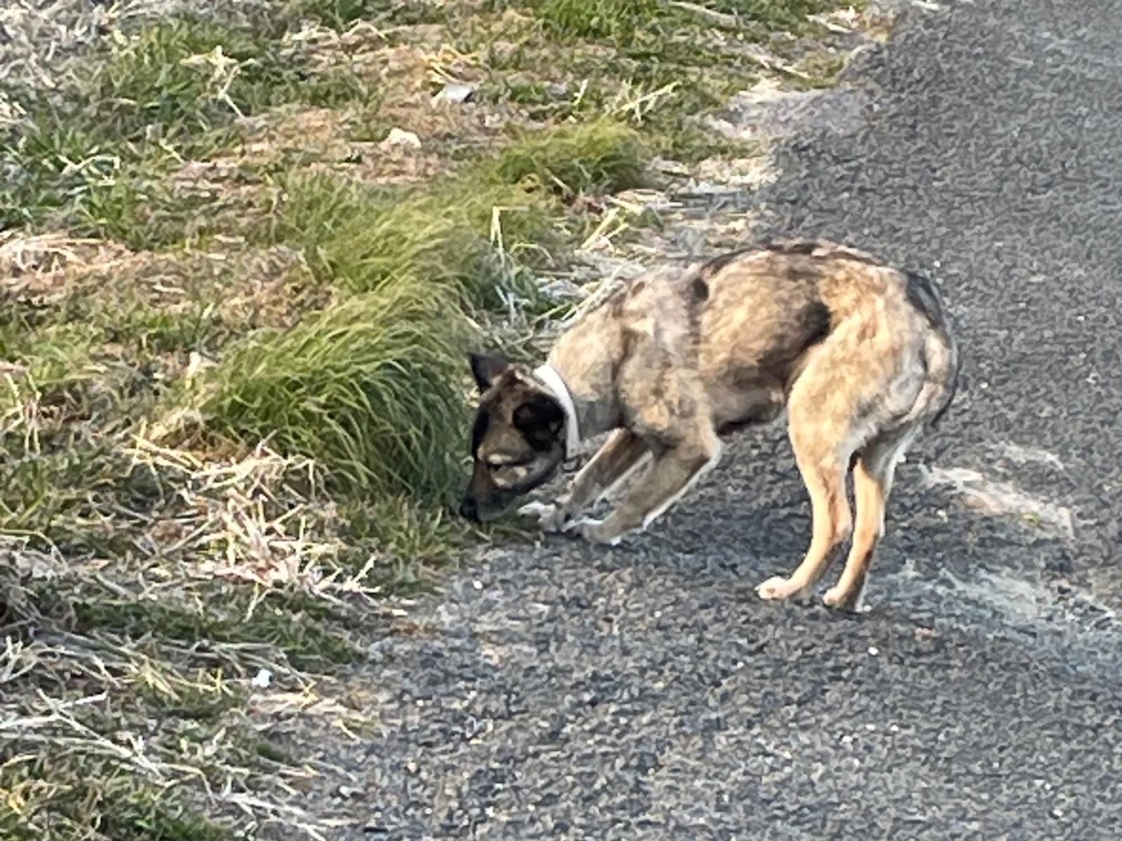 目撃された犬 目撃された犬