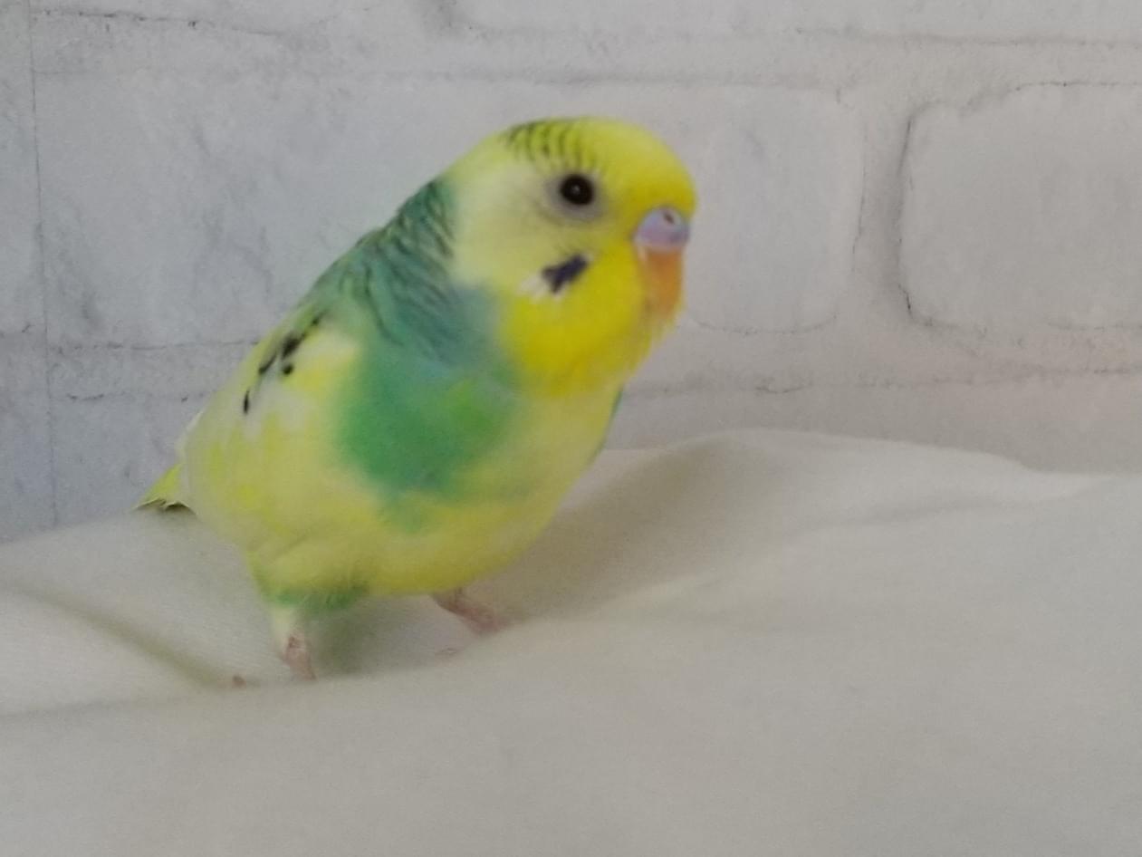 あずきちゃん あずきちゃん