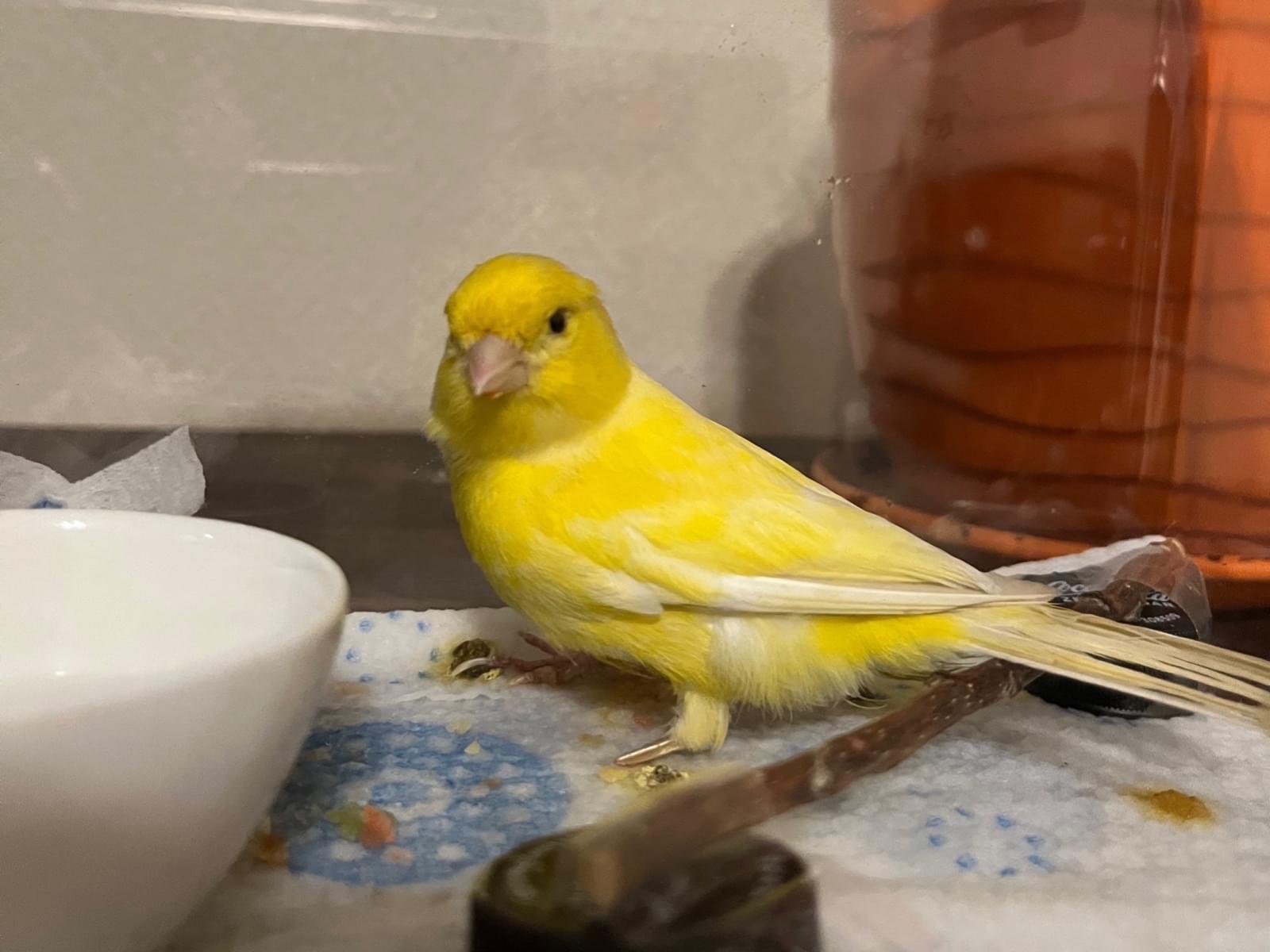 保護された鳥 保護された鳥