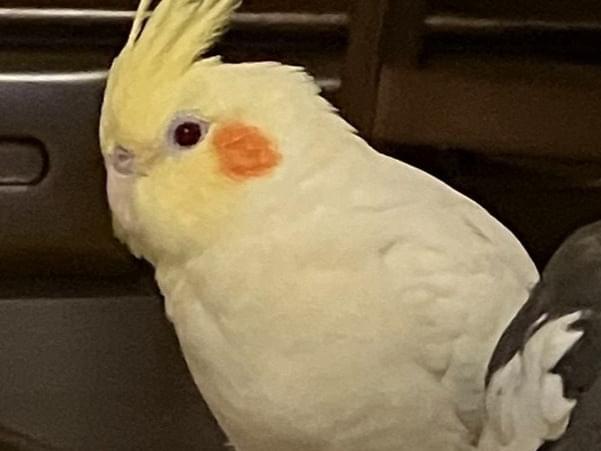 みーみーちゃん みーみーちゃん