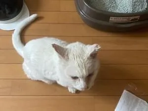 オッドアイの白猫さんを保護しました