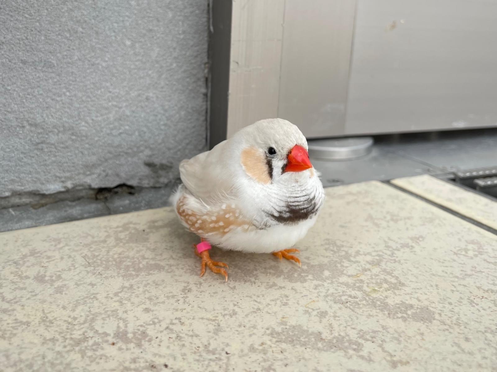 保護された鳥 保護された鳥