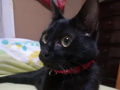 黒い招き猫 赤い耳と首輪レトロ 黒猫(赤い首輪) 無事保護できました!