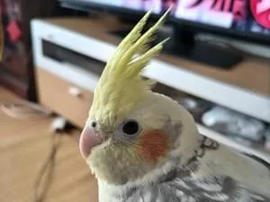 オカメインコを探してます