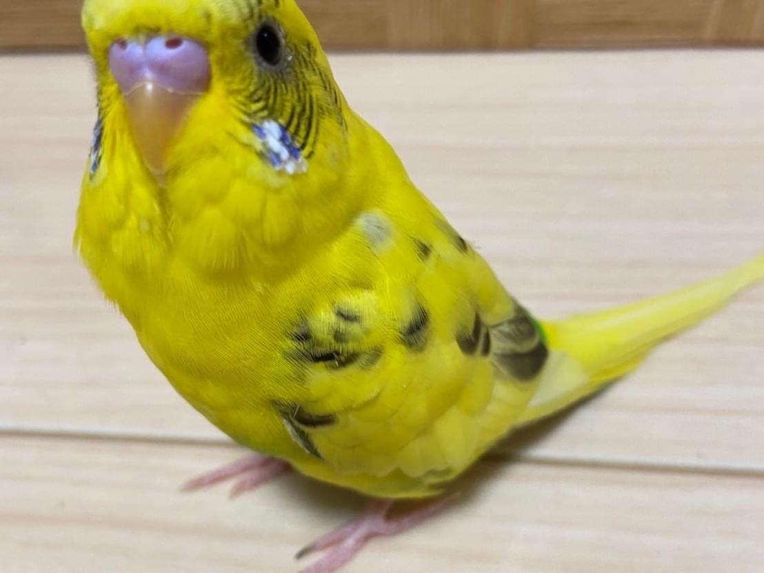 ぽてちゃん ぽてちゃん