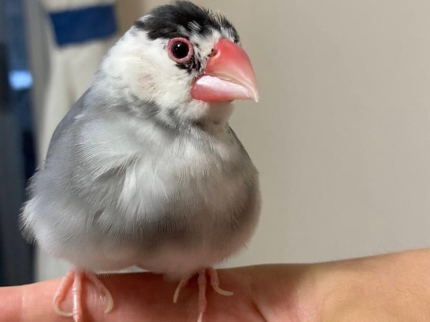 チュッピーちゃん チュッピーちゃん