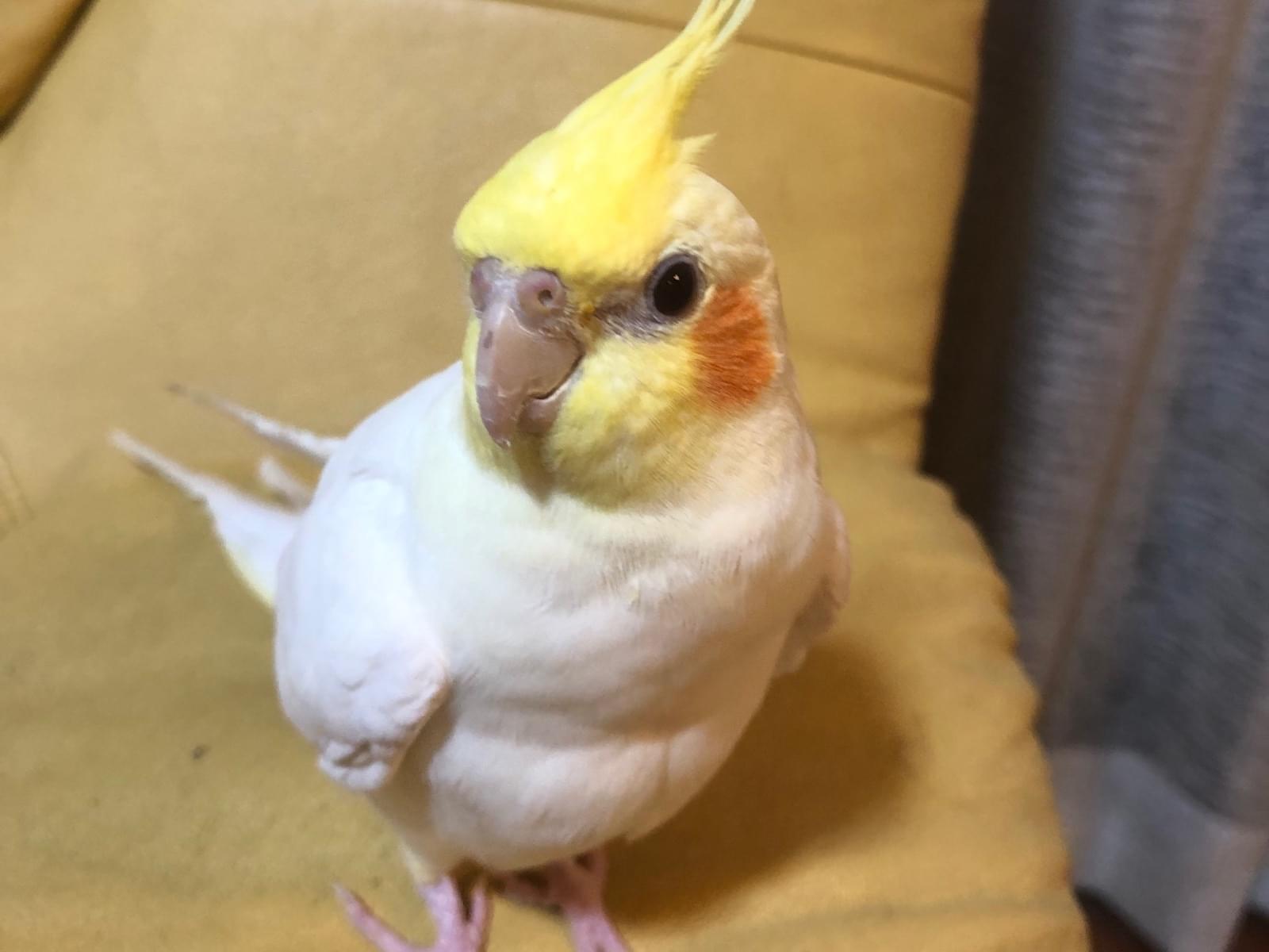 ぱのちゃん ぱのちゃん