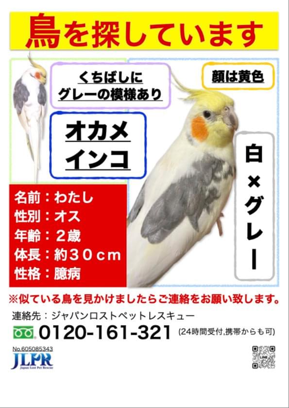 オカメインコ オス 手乗り 2歳 迷子になりました