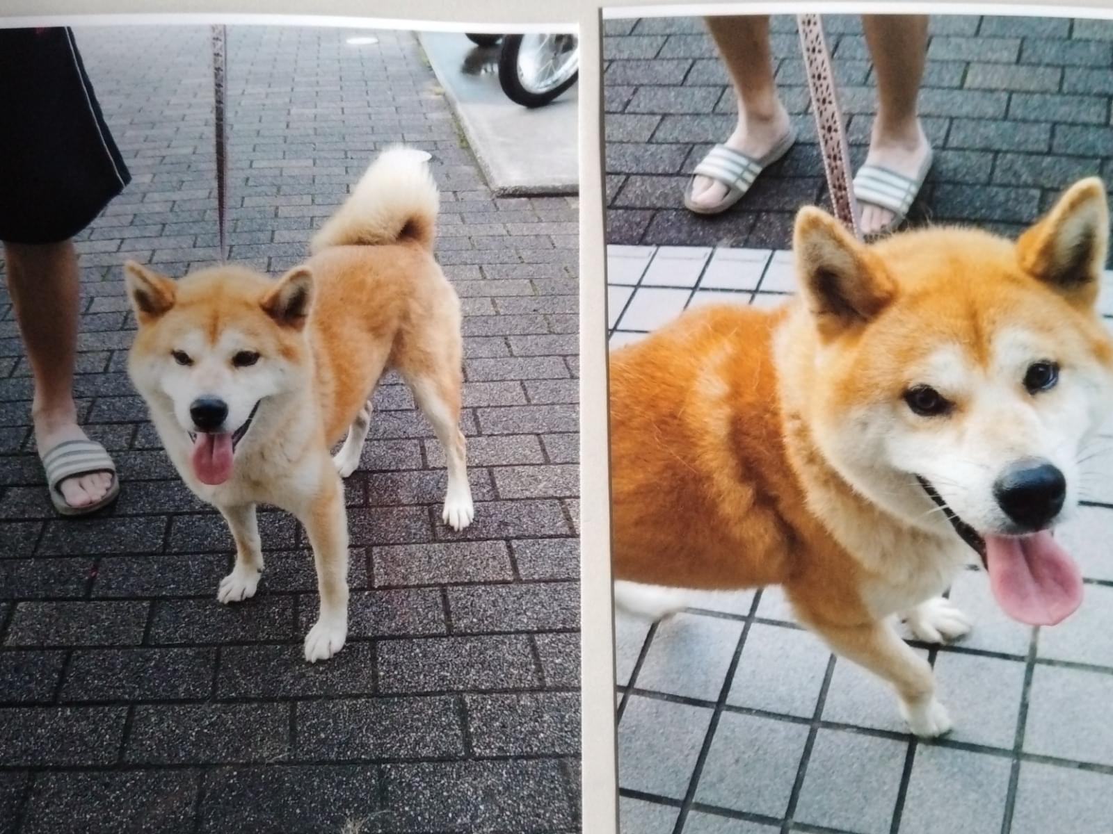 保護された犬 保護された犬