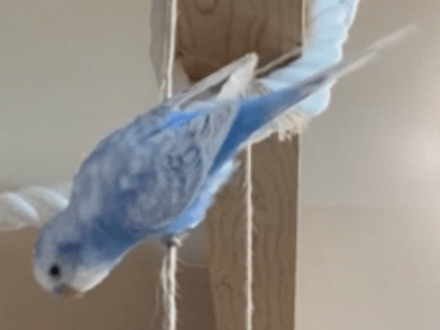トットちゃん トットちゃん