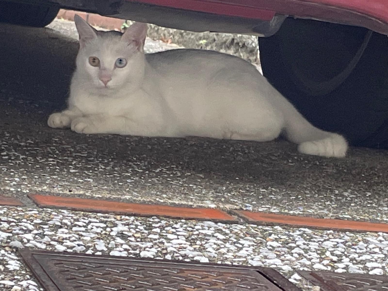 目撃された猫 目撃された猫