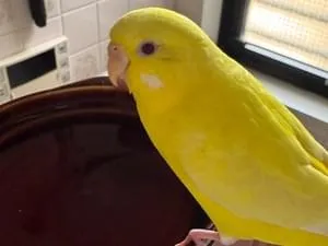 セキセインコ 水色のセキセイインコを逃してしまい探してます