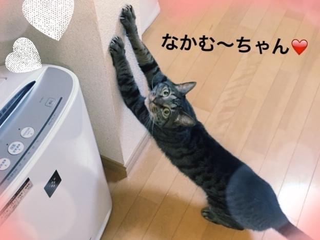 なかむーちゃん なかむーちゃん