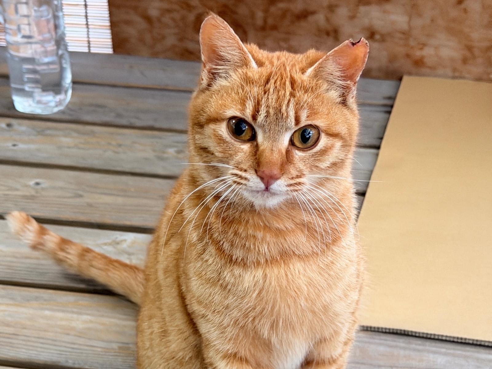 ちゃちゃちゃん ちゃちゃちゃん