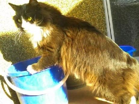 目撃された猫 目撃された猫