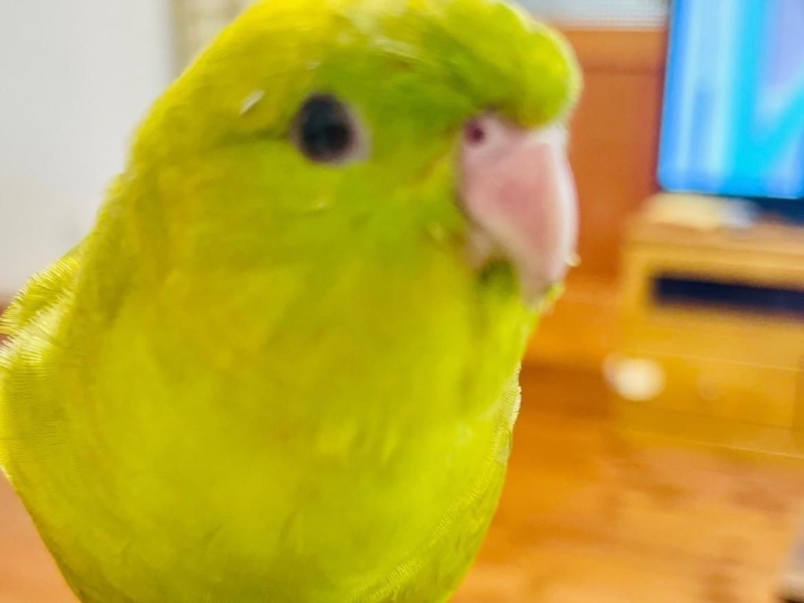 もっちーちゃん もっちーちゃん