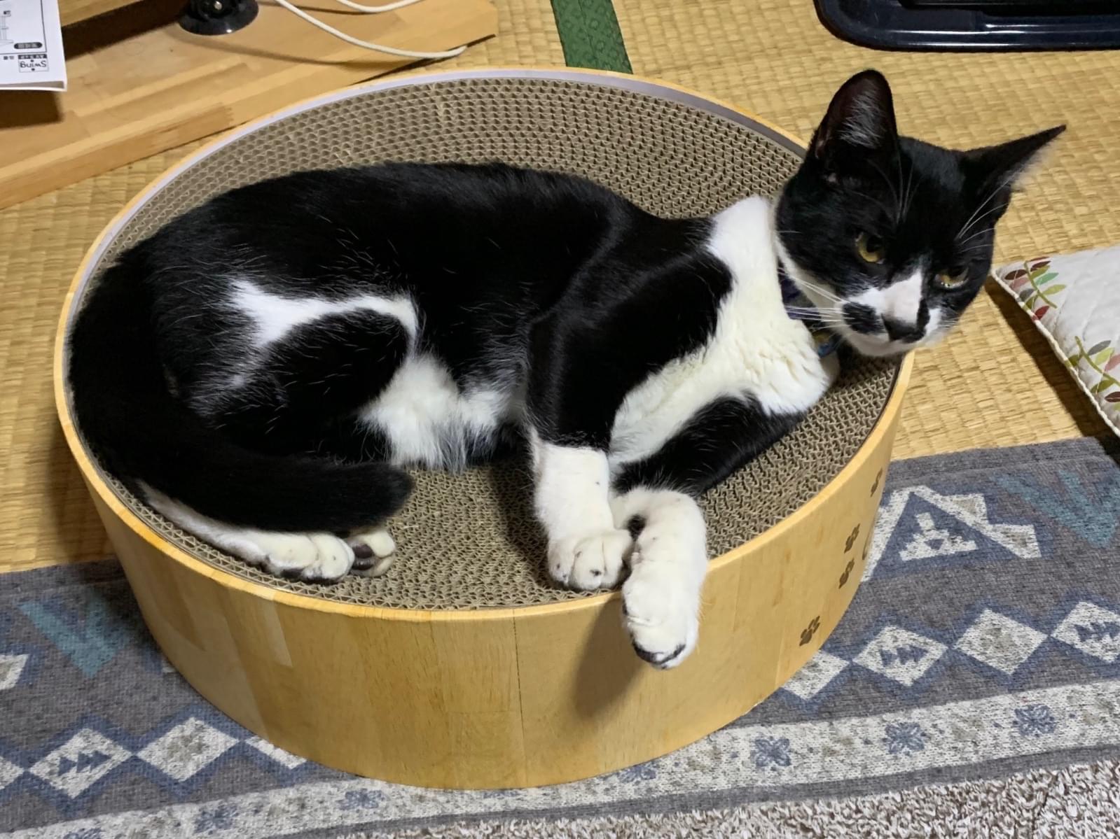みるくちゃん みるくちゃん