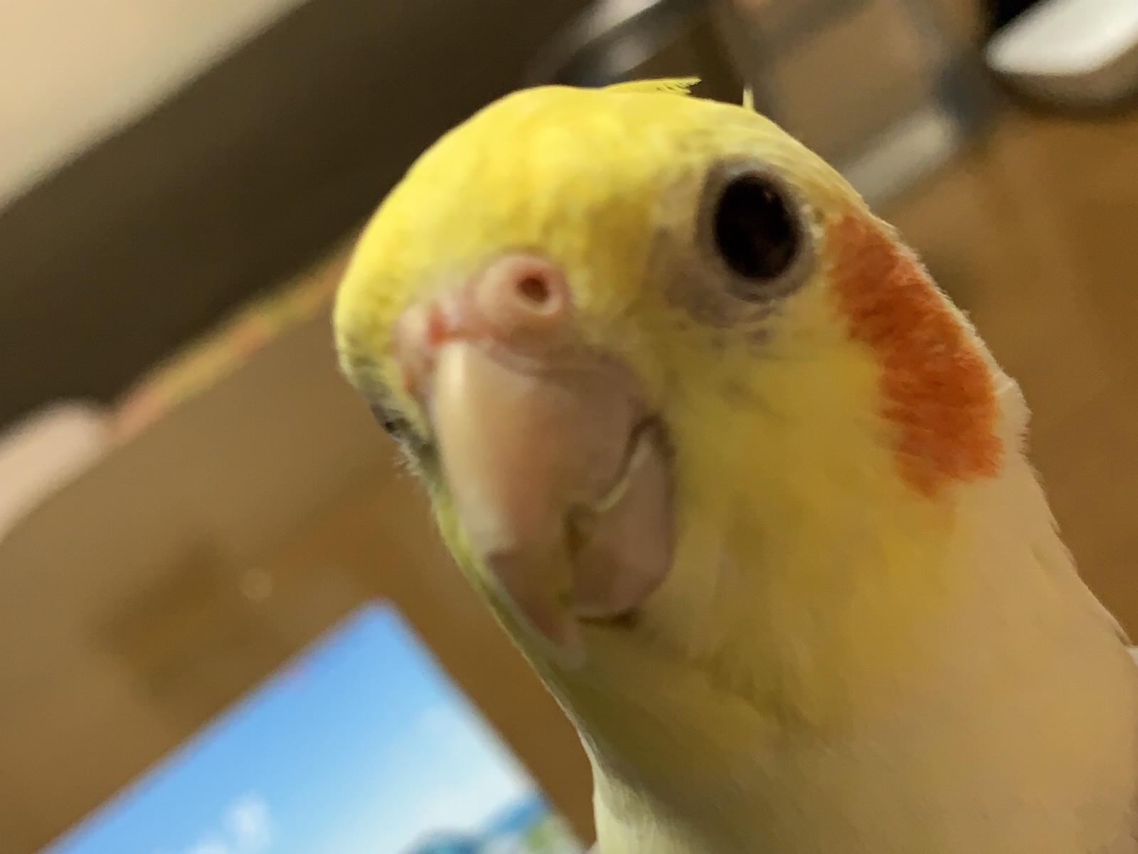 カイちゃん カイちゃん