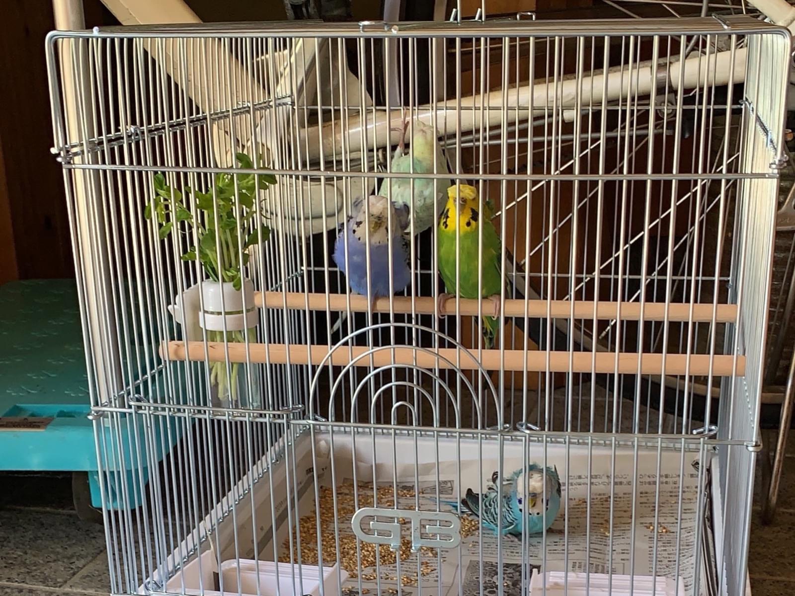保護された鳥 保護された鳥