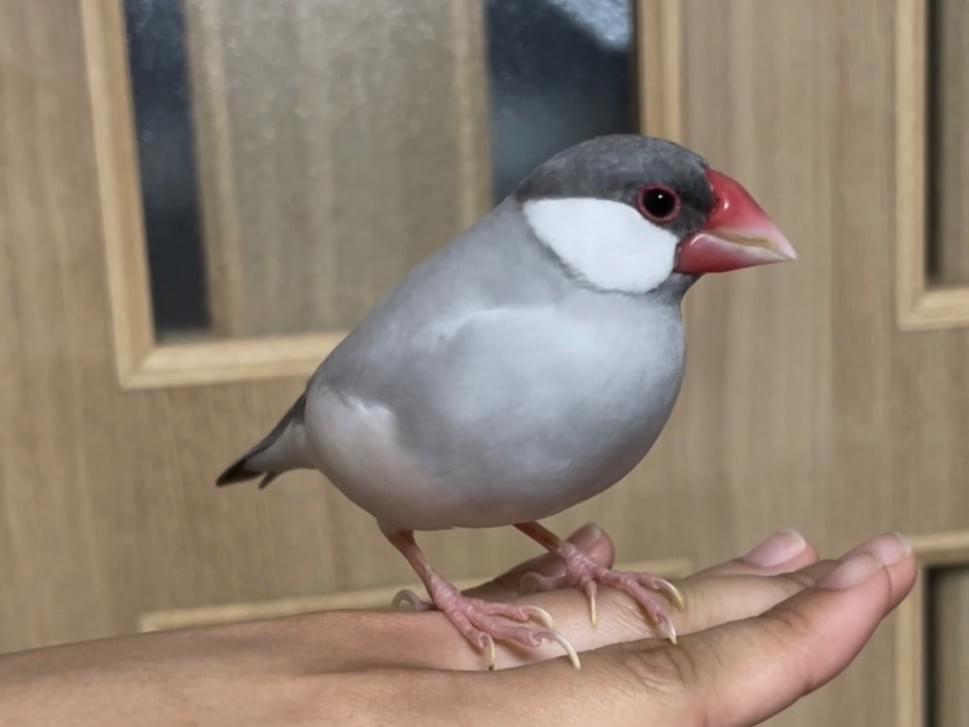 ユメちゃん ユメちゃん