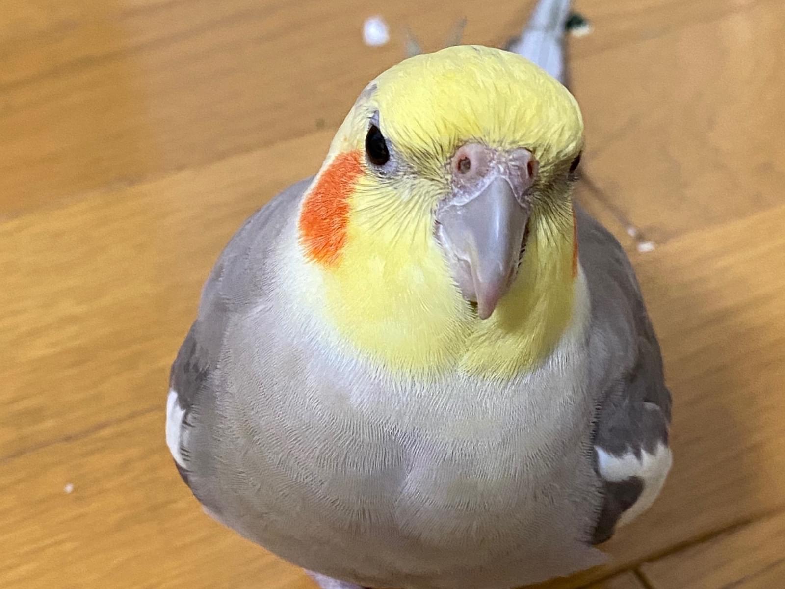 ソラちゃん ソラちゃん