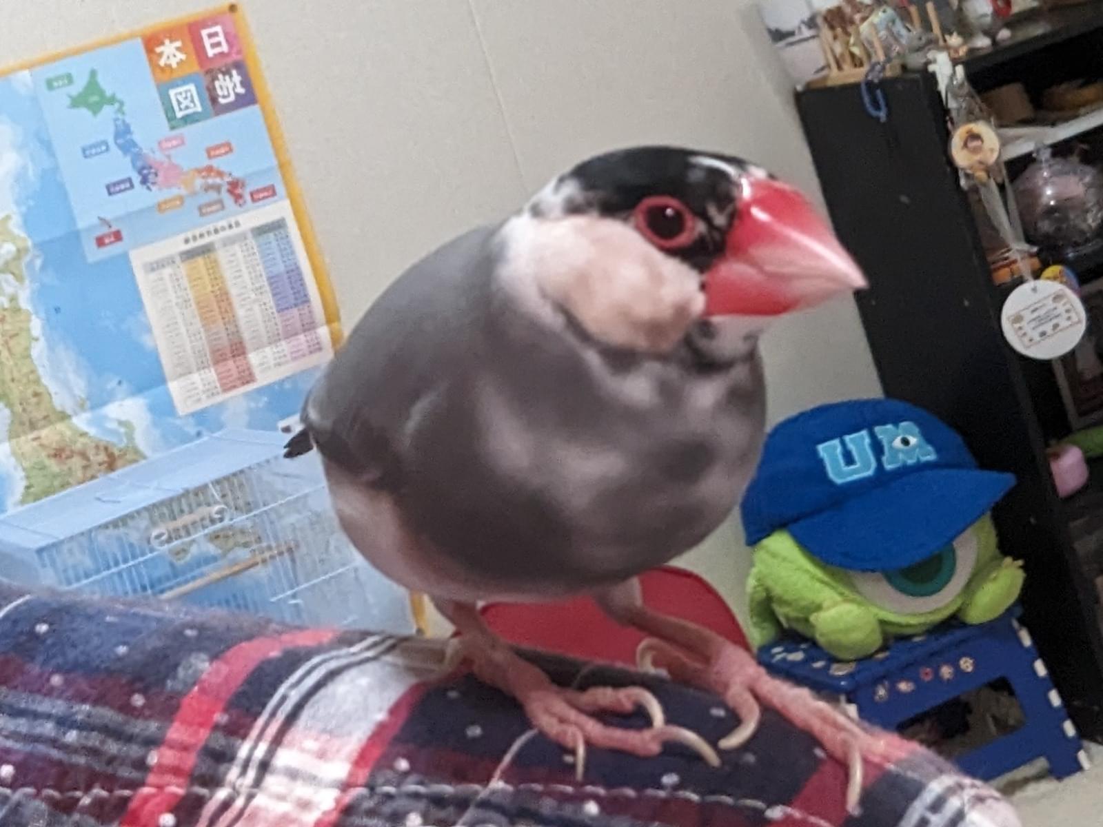 保護された鳥 保護された鳥
