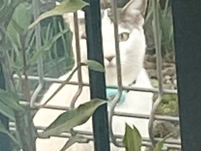 目撃された猫 目撃された猫