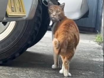目撃された猫 目撃された猫
