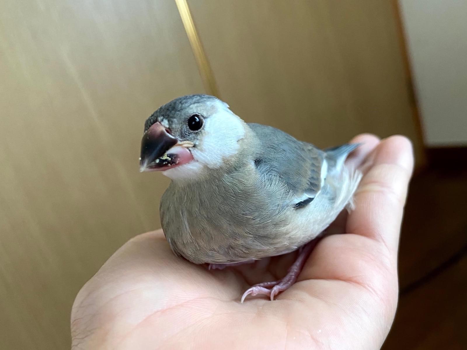 しずくちゃん しずくちゃん