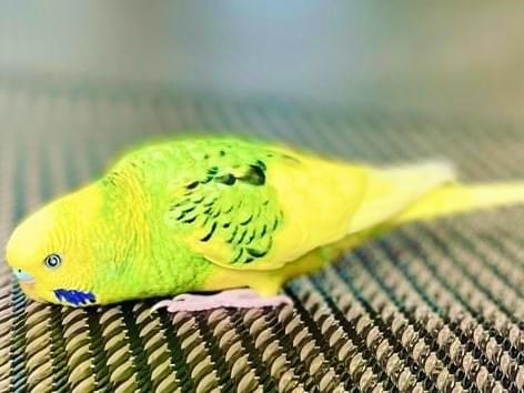 トリッピーちゃん トリッピーちゃん