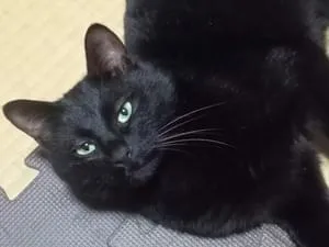 オスの黒猫を探しています