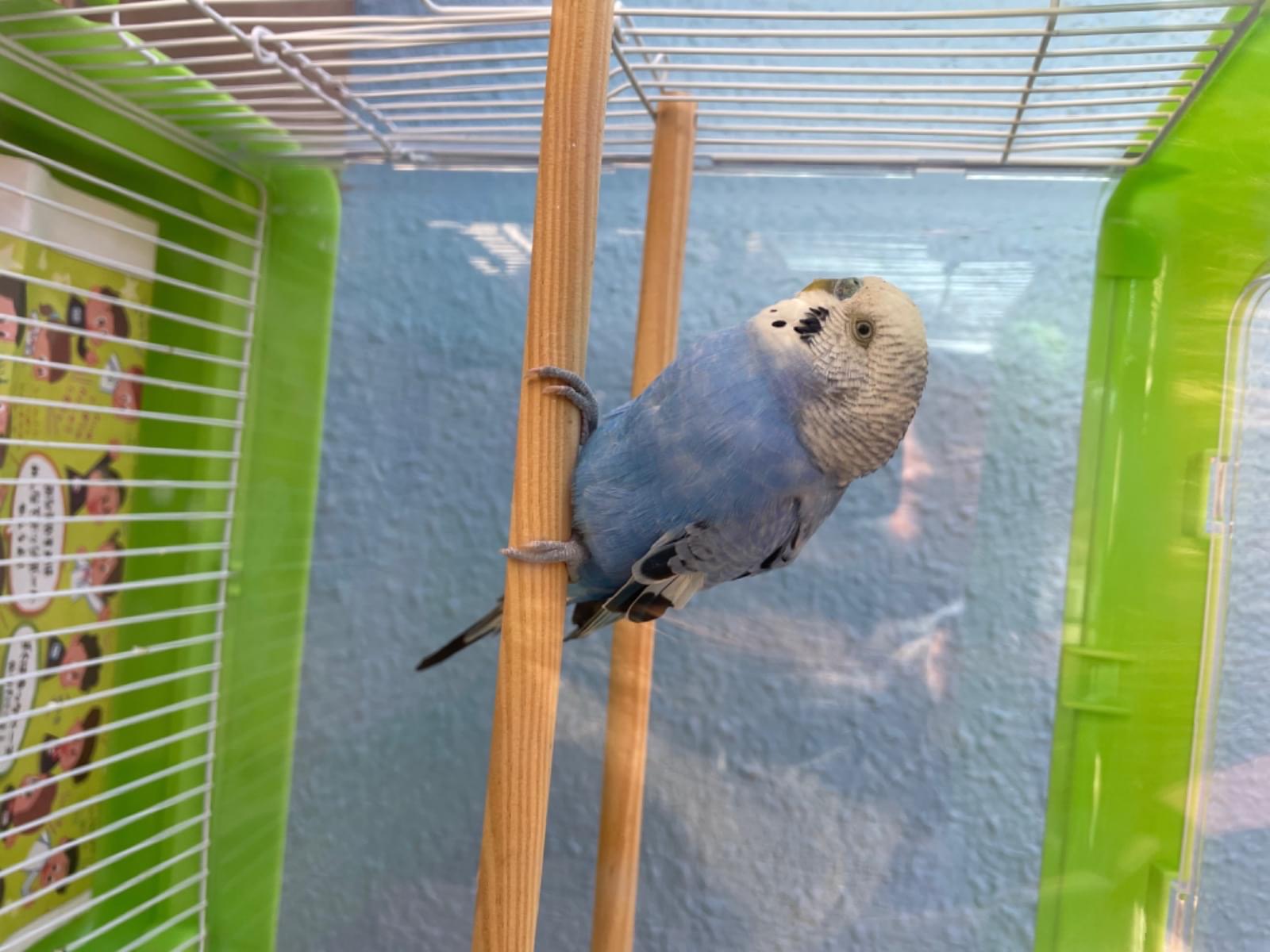 保護された鳥 保護された鳥