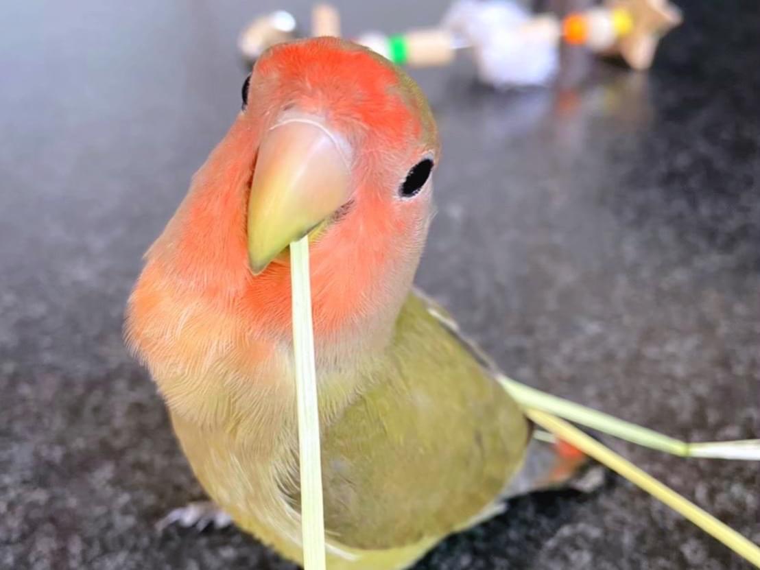 ピコちゃん ピコちゃん