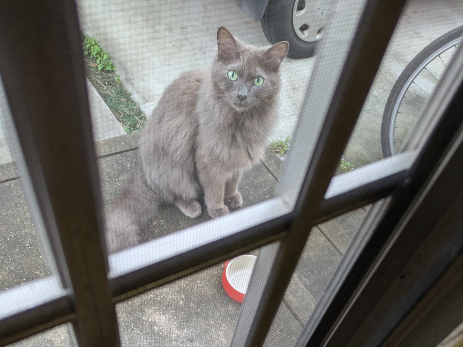 目撃された猫 目撃された猫