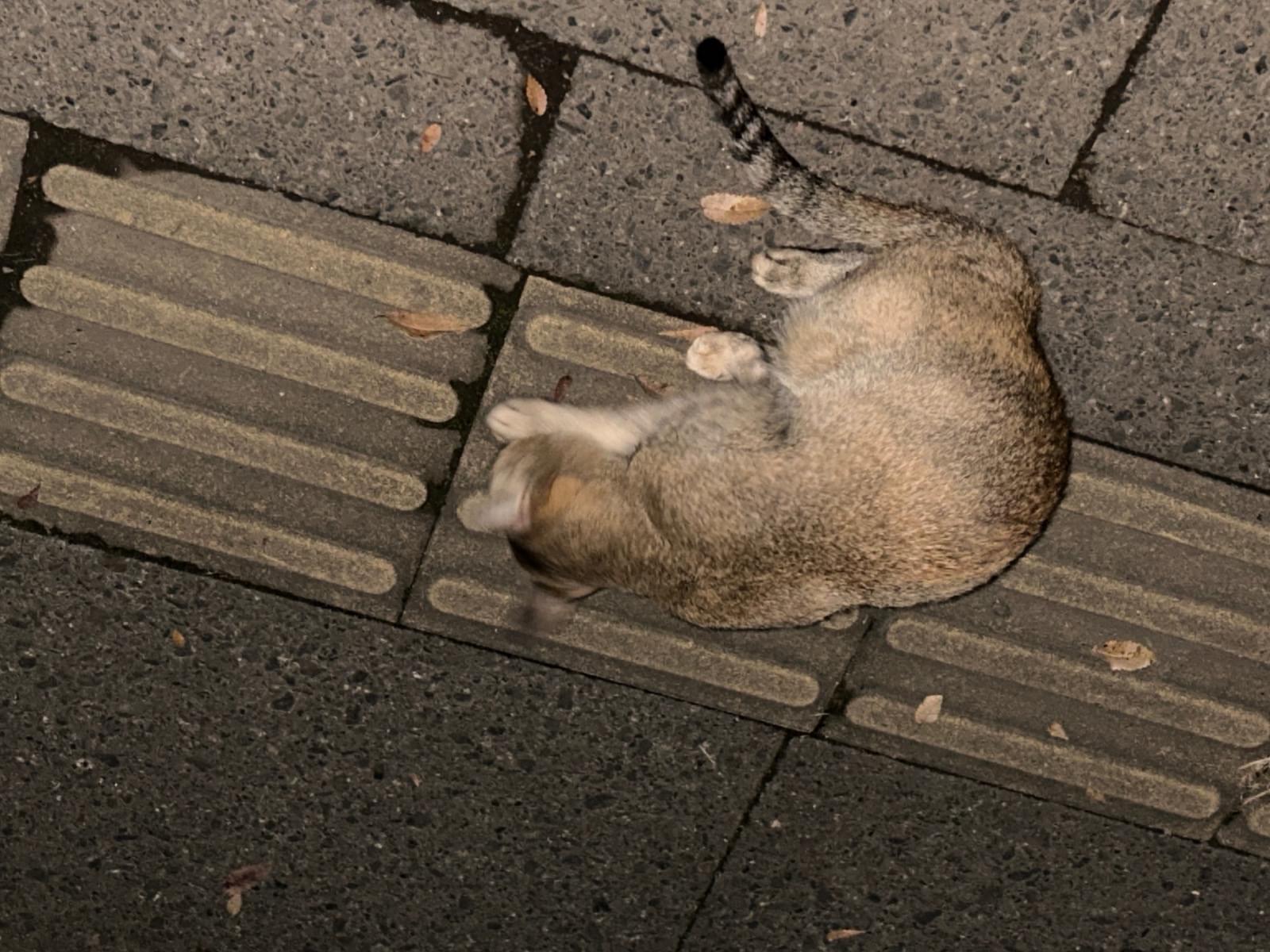 目撃された猫 目撃された猫