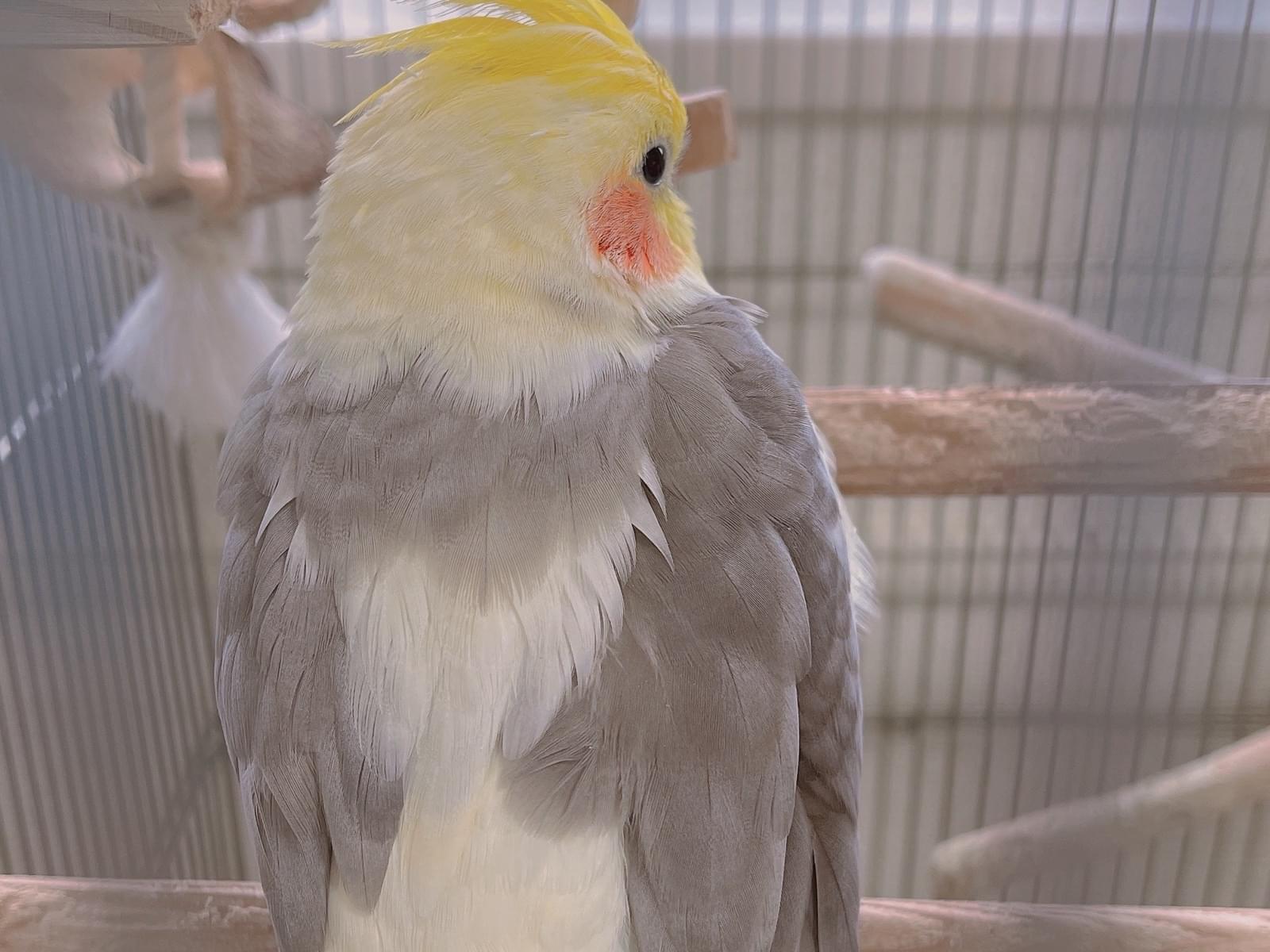 ファファちゃん ファファちゃん
