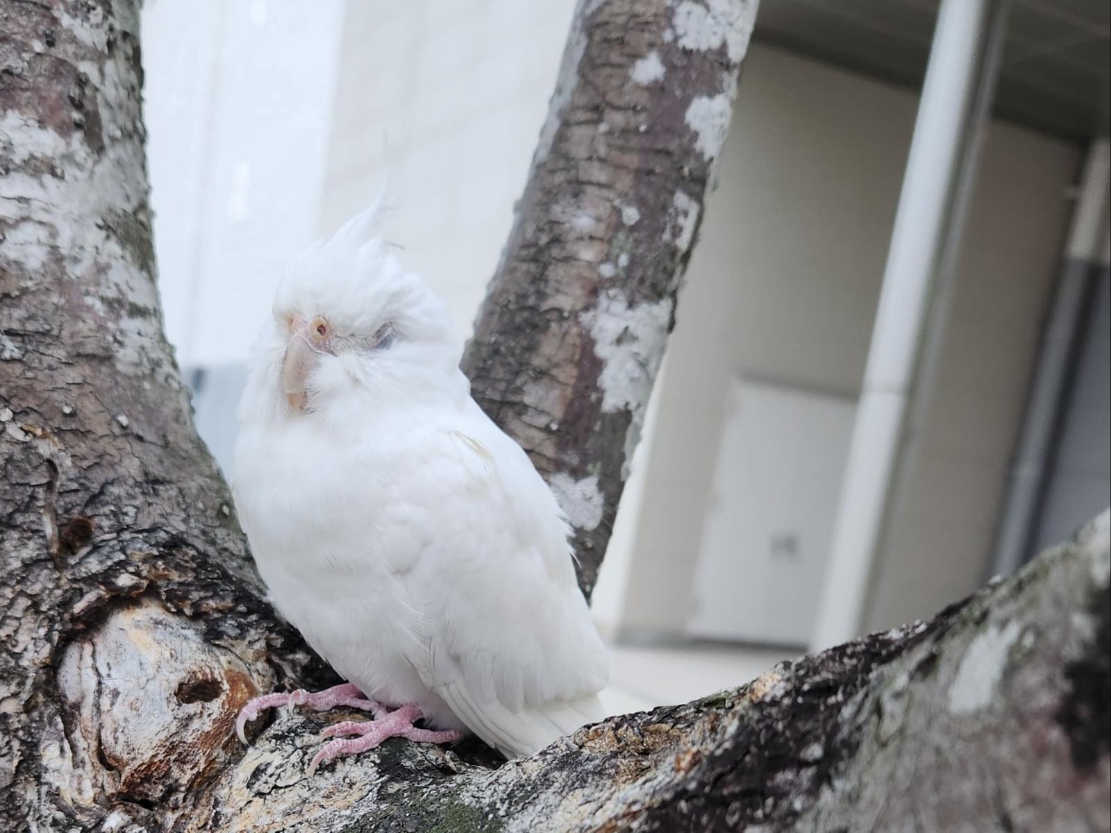 目撃された鳥 目撃された鳥