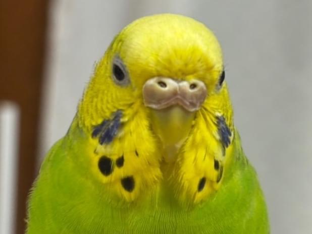 でんろくちゃん でんろくちゃん